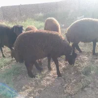 بره نر|حیوانات مزرعه|طاغنکوه, |دیوار