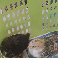 جوجه محلی دو ماهه ( محلی و نژاد دار )