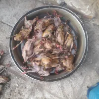 گوشت کبوتر