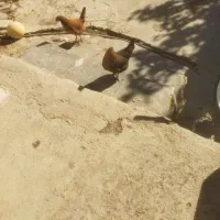 فروش مرغ لری محلی تخم گذار سر حال