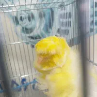 قناری فری طلایی خاص