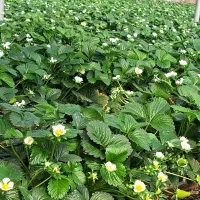 کار در گلخانه توت فرنگی