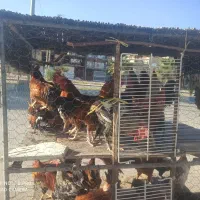 مرغ محلی مرغ کر(وار )خروس|حیوانات مزرعه|سرپل ذهاب, |دیوار