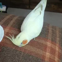 ۲۳ ابان گمشده