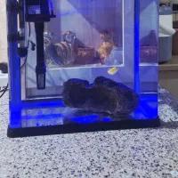 **آکواریوم**|ماهی|شیراز, دست خضر|دیوار