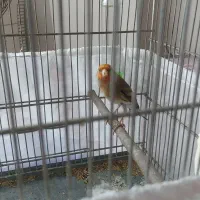 سهره قناره لر بخون