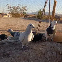 کفتر|پرنده|زرند, |دیوار