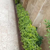 شمشاد