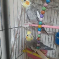 عروس هلندی|پرنده|مشهد, جاهد شهر|دیوار