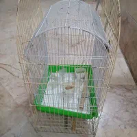 قفس پرنده