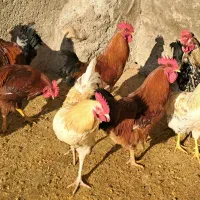 فروش خروس محلی