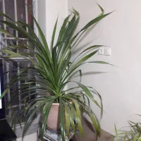 گل پاندانوس