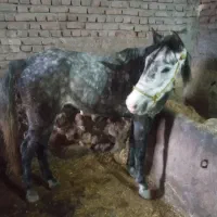 اسب مادیون|اسب و تجهیزات اسب‌سواری|اردبیل, |دیوار