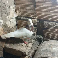 دوعدد کبوتر رنگی