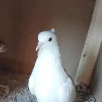 کبوتر گم شده