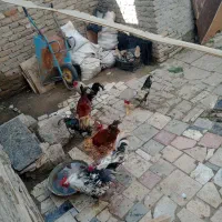 حیوانات اهلی و خانگی