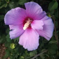 رزرو نوبت برای پزشکان تامین اجتماعی
