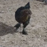 خروس و مرغ محلی به همراه جوجه|حیوانات مزرعه|الیگودرز, |دیوار