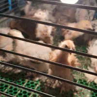 جوجه برهما|حیوانات مزرعه|بابل, |دیوار