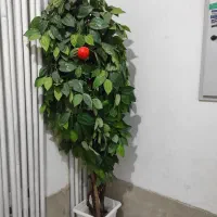 گل طبیعی|گل و گیاه طبیعی|شهرکرد, |دیوار