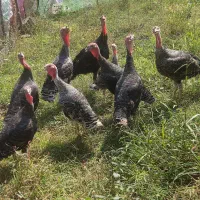 فروش بوقلمون