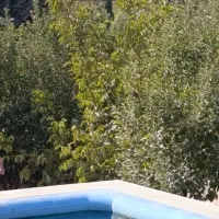 فروش باغ در شهر خان زنیان|فروش خانه و ویلا|شیراز, محمدیه|دیوار