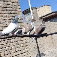 کبوتر،تهرانی درجه یک،شرطی|پرنده|بیستون, |دیوار