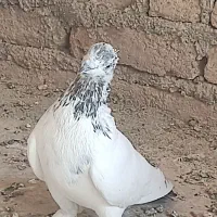 کلدم سبز وسرور|پرنده|قم, کیوانفر|دیوار