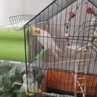 عروس هلندی  جفت تخم گذاشته