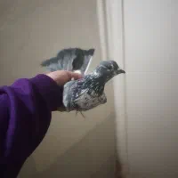 تعدادی کبوتر به‌شرط قاره سفید ..|پرنده|رباط‌کریم, رباط‌کریم|دیوار