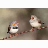 فنچ مولد ماده