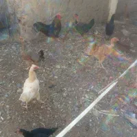 مرغ و خروس محلی