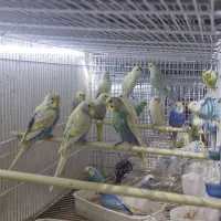 کاسکو|پرنده|قشم, |دیوار