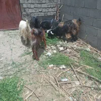 حراج تروشت محلی مخصوص قربانی