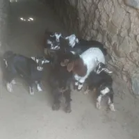 بزغاله شیری بزغاله