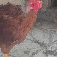 مرغ و خروس گردن لوختی