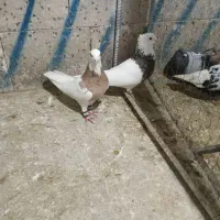 طوقی فیروزاباد