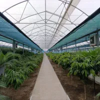 فروش گل و گیاه آپارتمانی