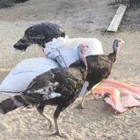 بوقلمون ،مرغ شاخدار|حیوانات مزرعه|برازجان, |دیوار