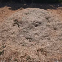 کاه سیاه دانه