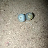 مهره|کلکسیون اشیاء عتیقه|دهدشت, |دیوار