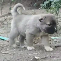 واگذاری آلابای سنگین وزن نگهبان و گله|سگ|رشت, ترمینال|دیوار