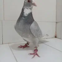 ۲ تا نر نقره ای پلنگ پدر و پسر