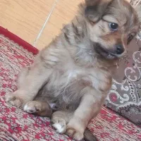 توله سگ واگذاری|سگ|شیراز, بریجستون|دیوار