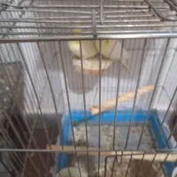 عروس هلندی نر ماده|پرنده|مهران (ایلام), |دیوار