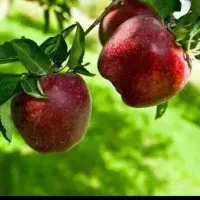 سر کارگر هستم
