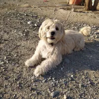 شیتزو2سال نیمه