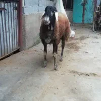 گوسفند نر تخمی