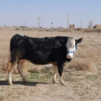 گاو شیری|حیوانات مزرعه|اسفرورین, |دیوار