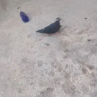 کفتر|پرنده|بناب, |دیوار